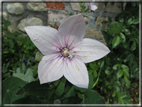 foto Fiori
